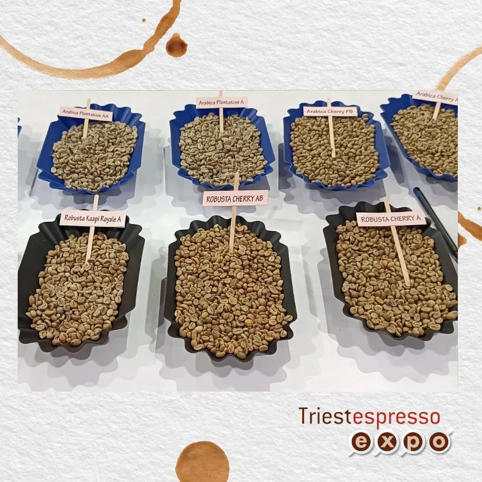 Green coffee samples in trays