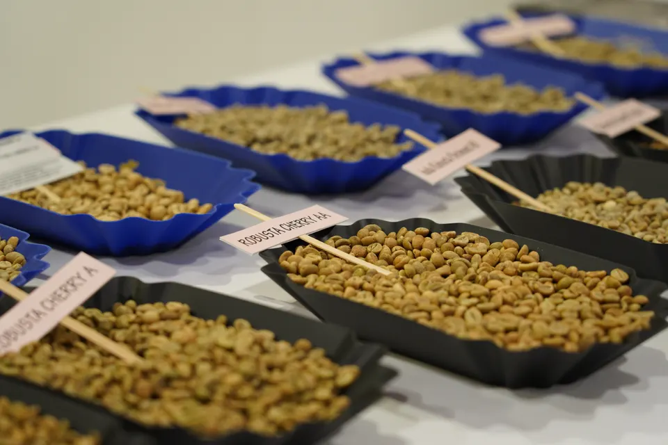 Campioni di caffè verde in vaschette